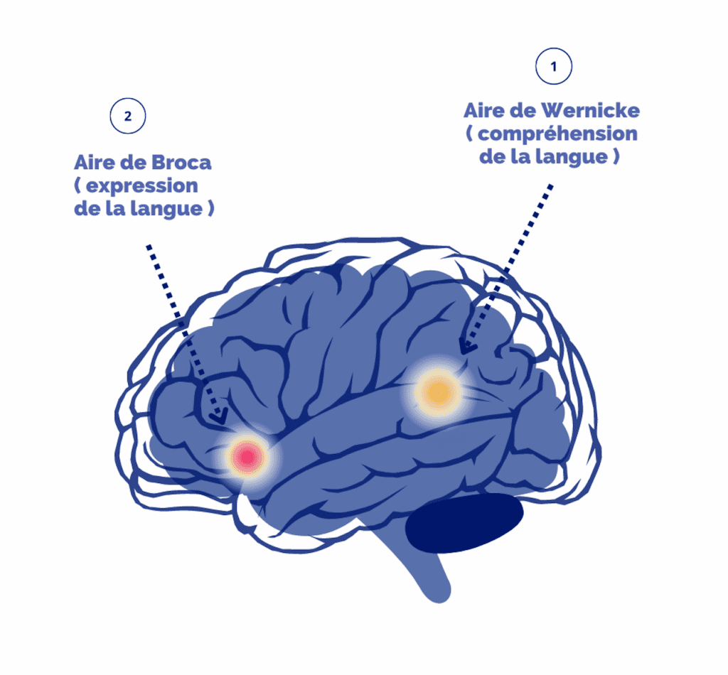 zones-cerveaux-langues